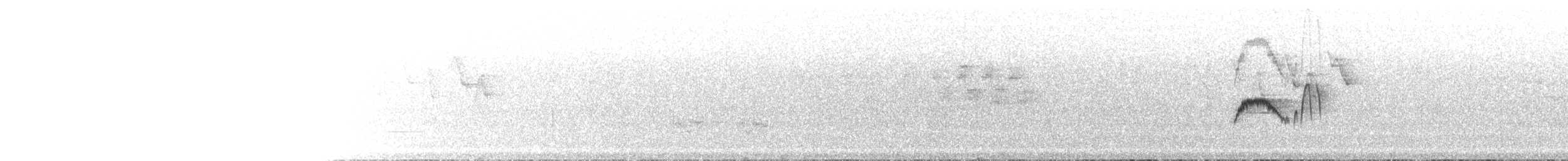 Светлобрюхий фиби - ML61504441