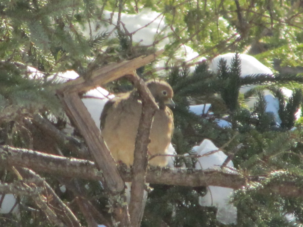 Mourning Dove - ML615044437