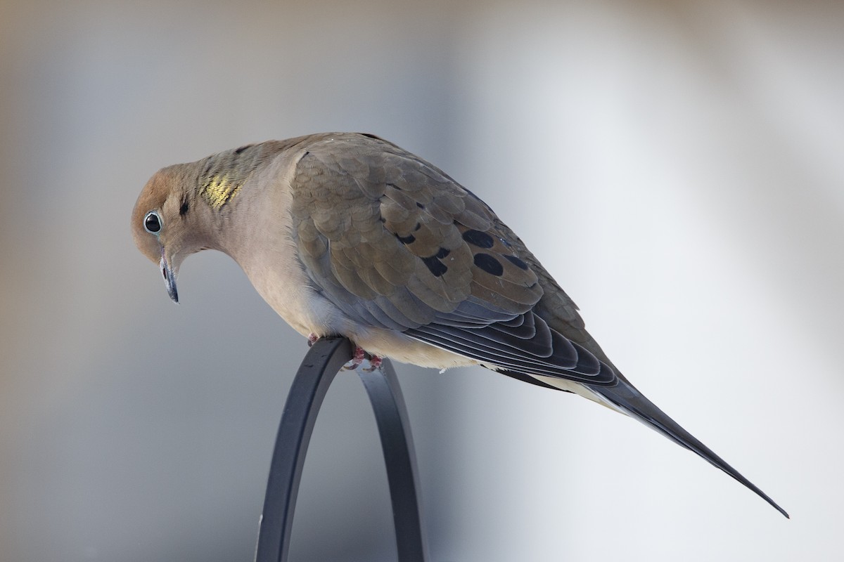 Mourning Dove - ML615044485