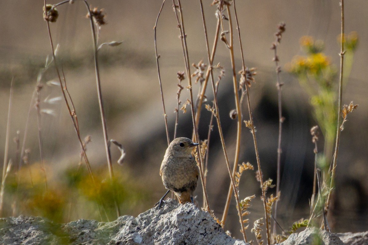 Sharp-billed Canastero - ML615044491