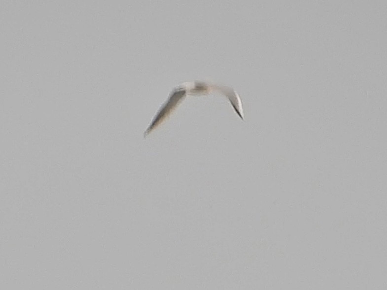 Slender-billed Gull - ML615044518