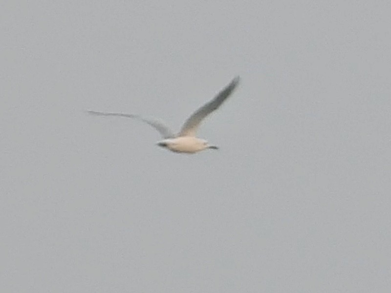 Slender-billed Gull - ML615044519