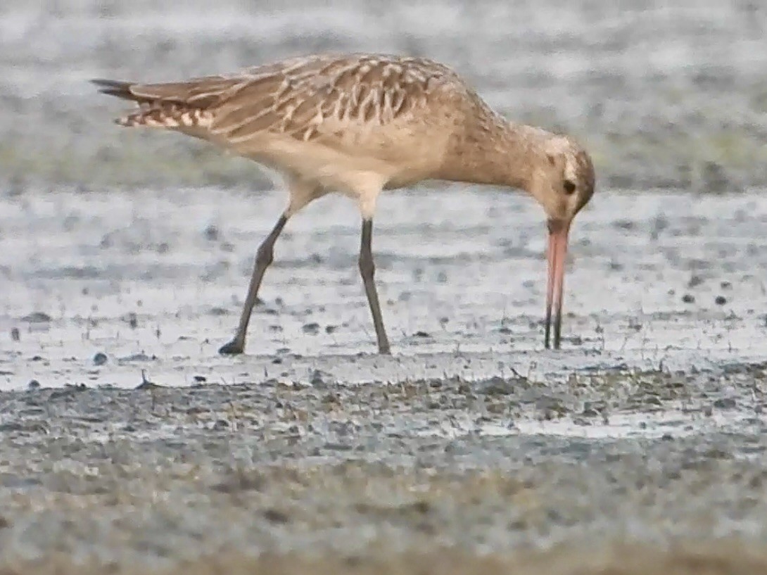 Bar-tailed Godwit - ML615044532