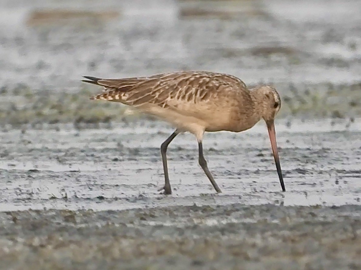 Bar-tailed Godwit - ML615044533