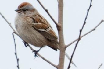 American Tree Sparrow - ML615044535