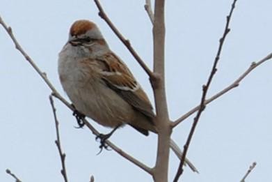 American Tree Sparrow - ML615044547