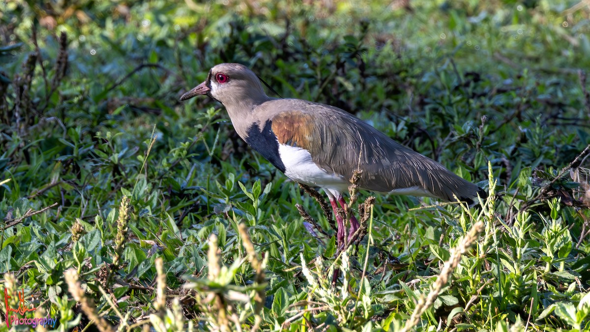 Southern Lapwing - Jim Gain