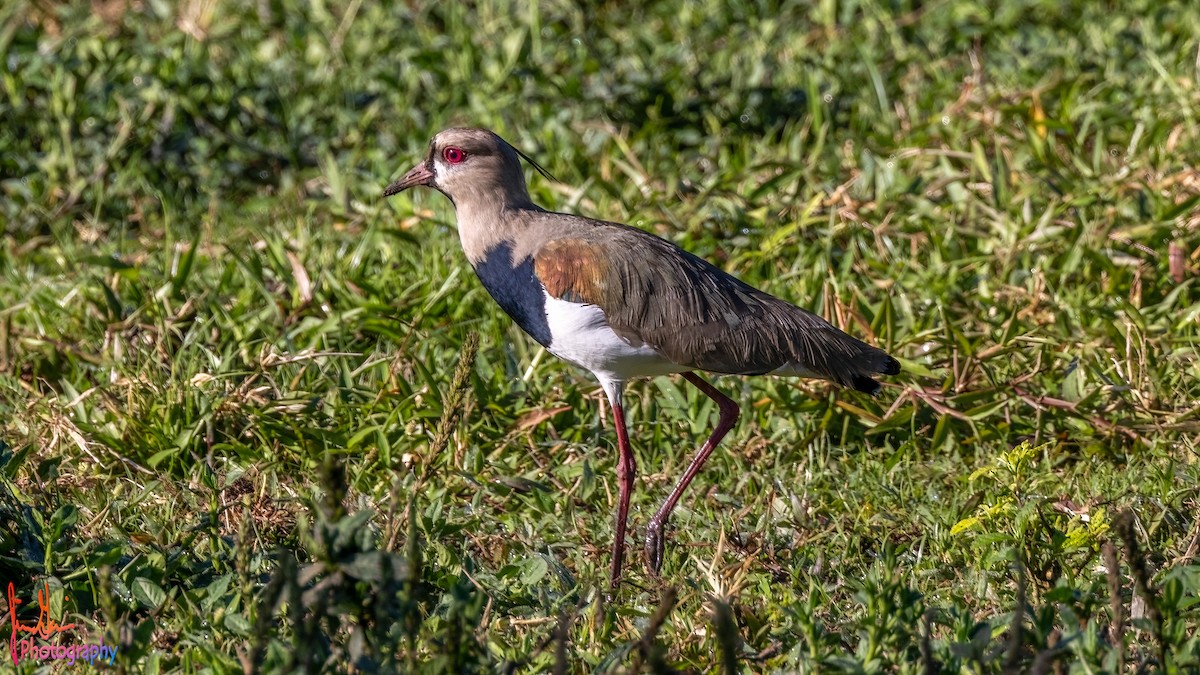 Southern Lapwing - Jim Gain