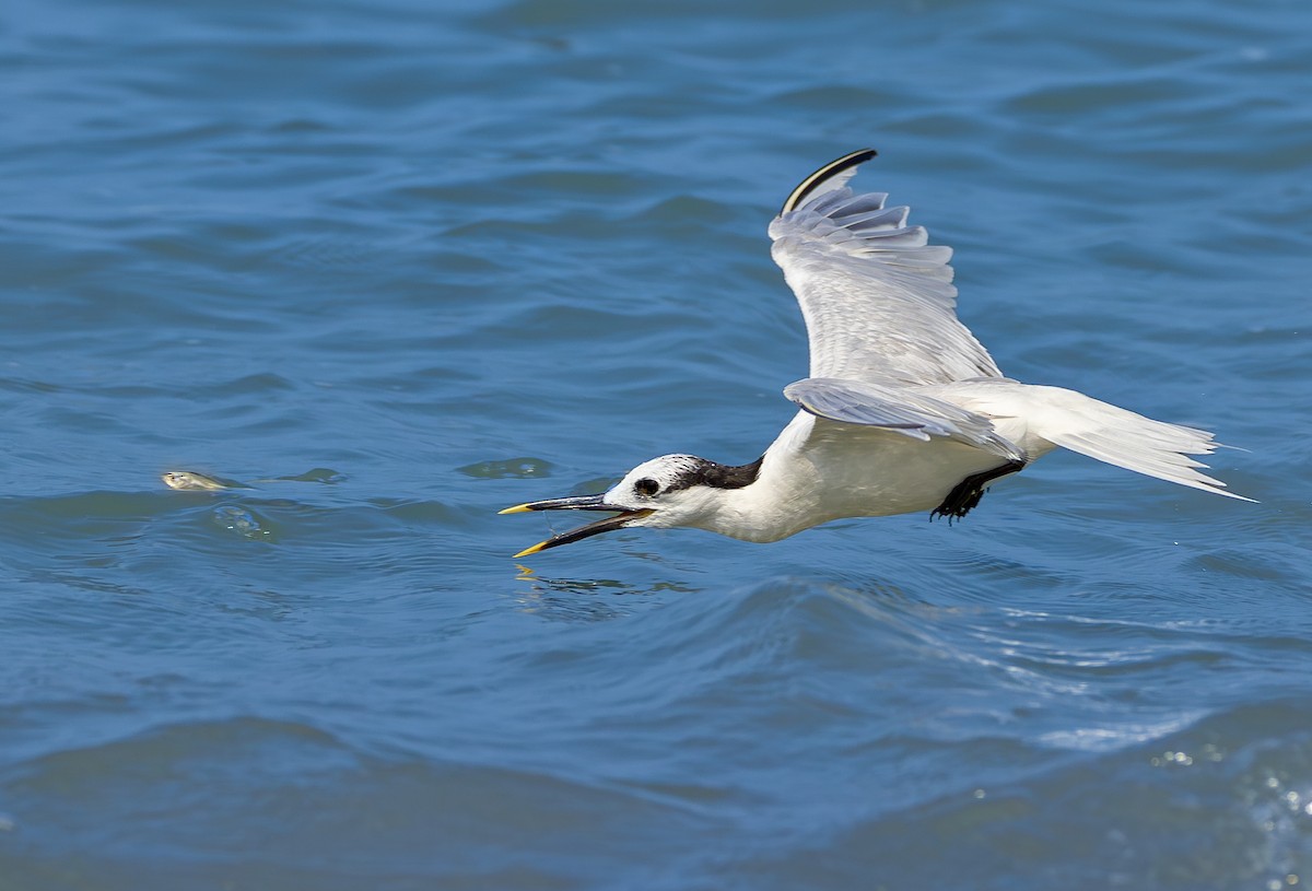 Laughing Gull - ML615044680