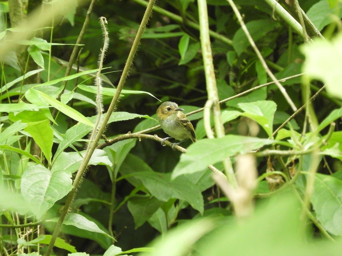 Ochre-faced Tody-Flycatcher - ML615044726