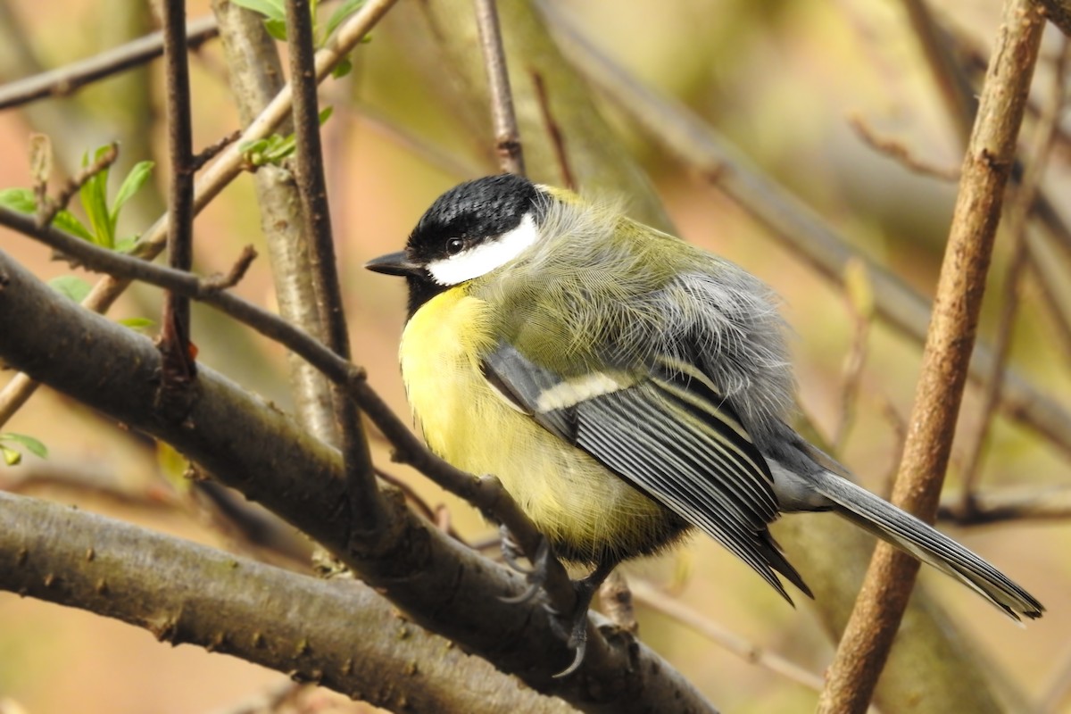 Great Tit - ML615044768