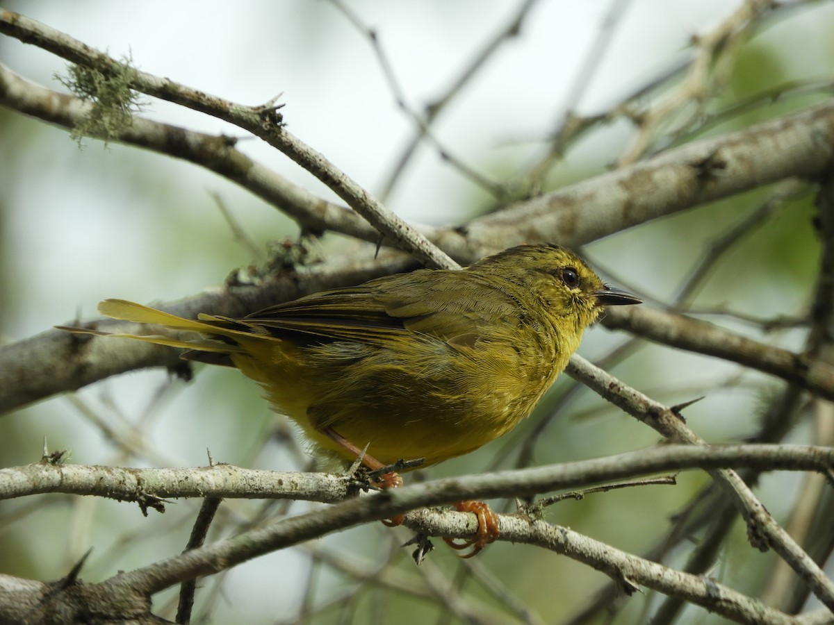 Two-banded Warbler - ML615044774