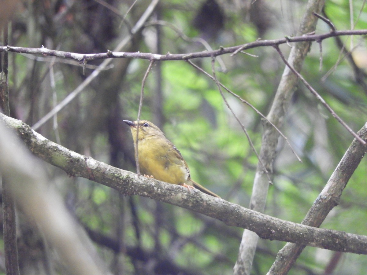 Two-banded Warbler - ML615044775