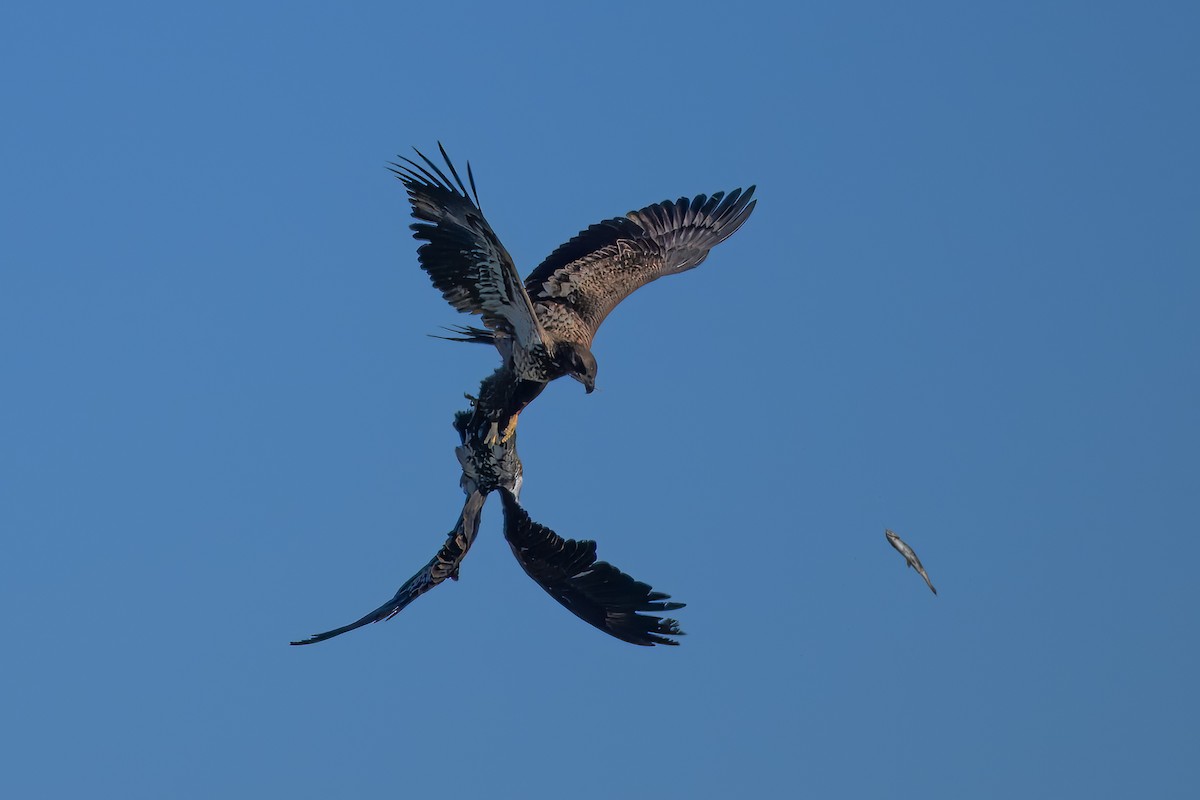 Weißkopf-Seeadler - ML615044783