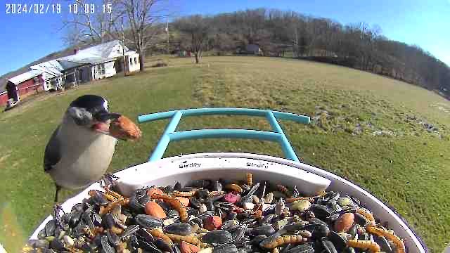 White-breasted Nuthatch - JuliaMarie Given