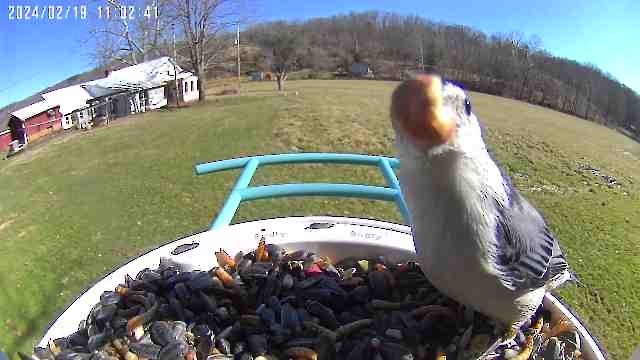 White-breasted Nuthatch - JuliaMarie Given