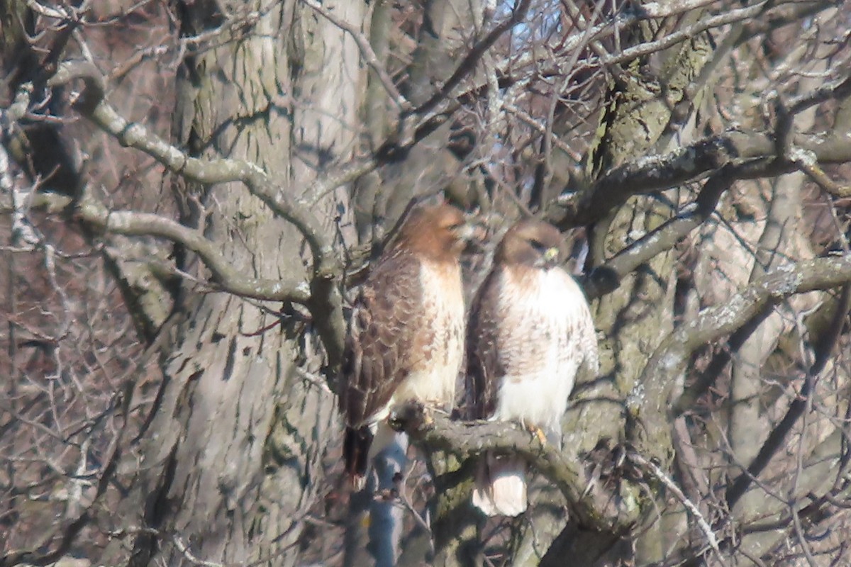 Red-tailed Hawk - ML615044821