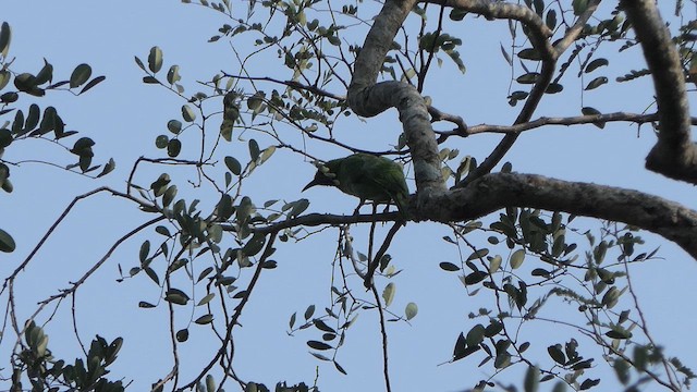 Jerdon's Leafbird - ML615044876