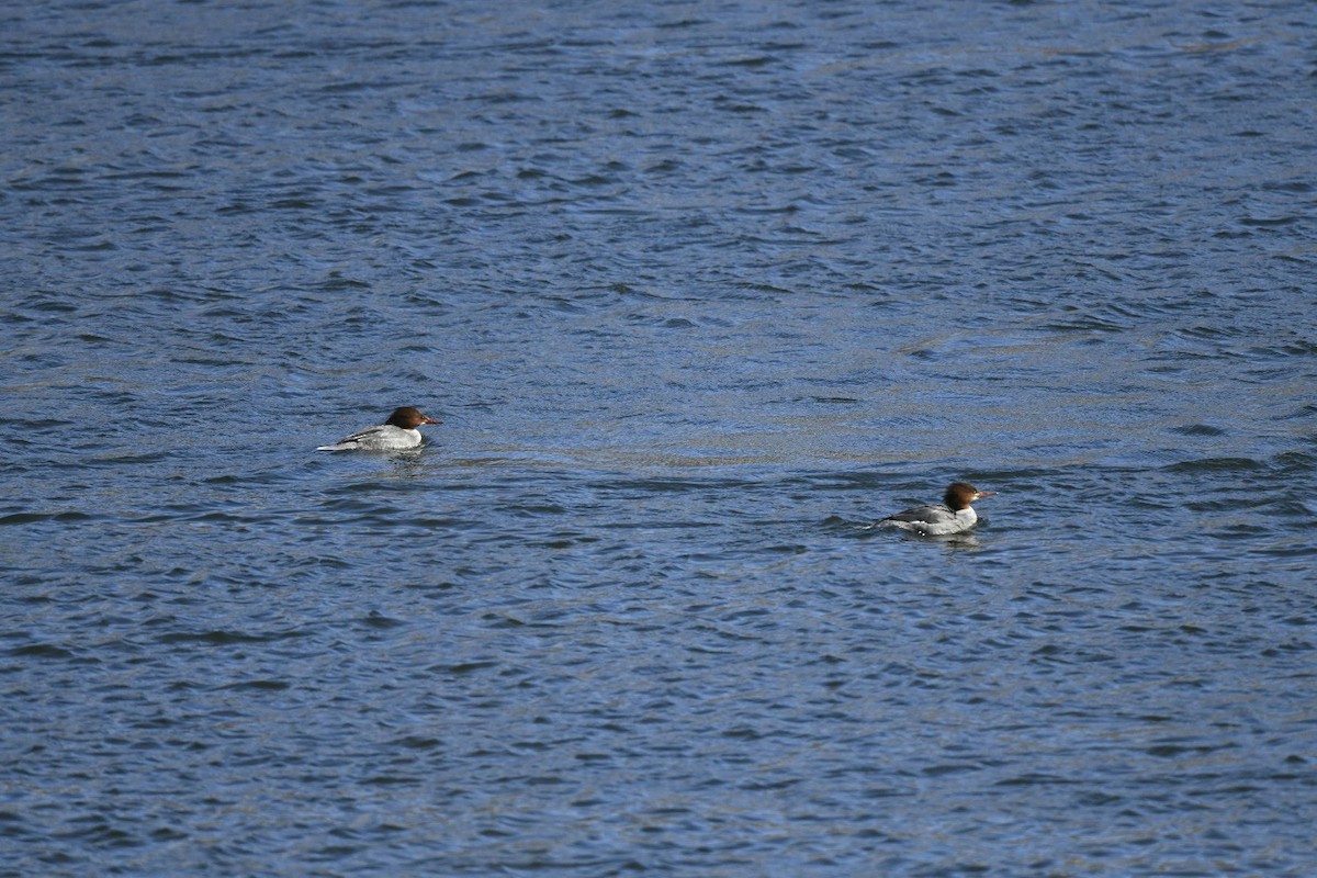 Common Merganser - ML615044894