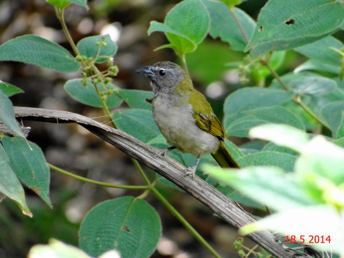 Buff-throated Saltator - Gabriel Bonfa