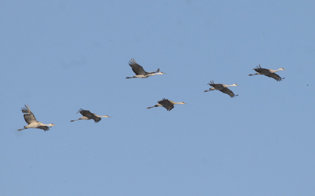 Sandhill Crane - George Gerules & Ann Steffen