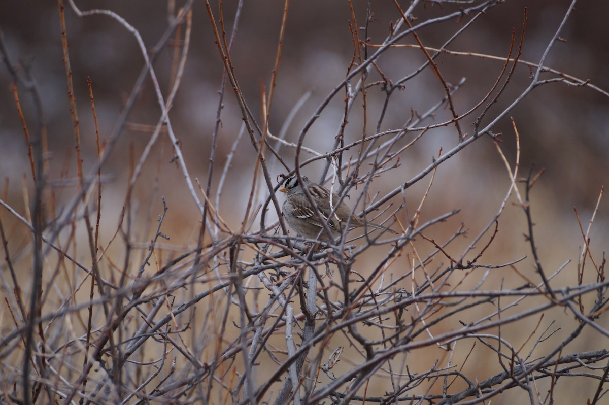 White-crowned Sparrow - ML615045017