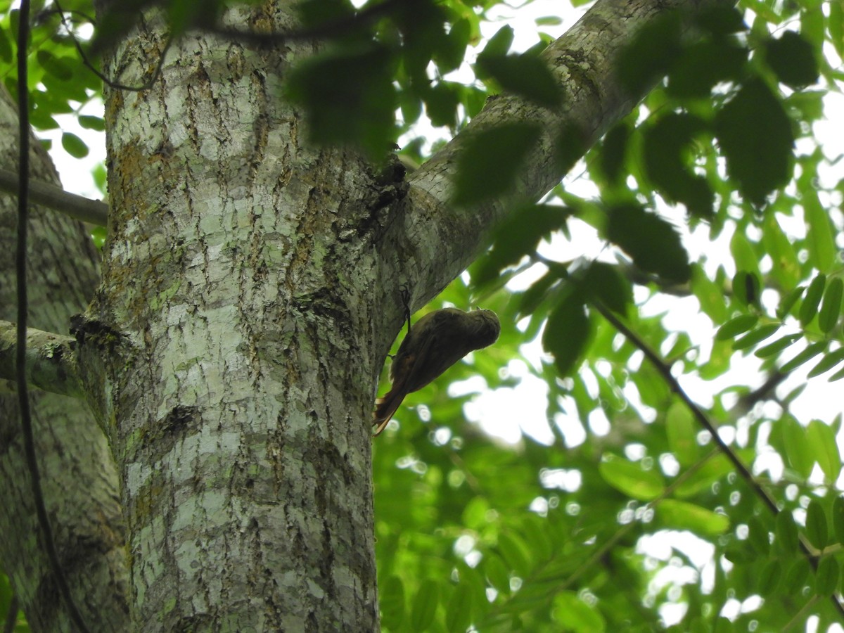 Olivaceous Woodcreeper - ML615045035