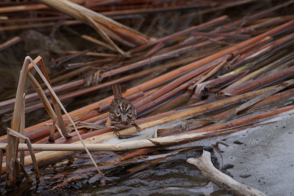Song Sparrow - ML615045080