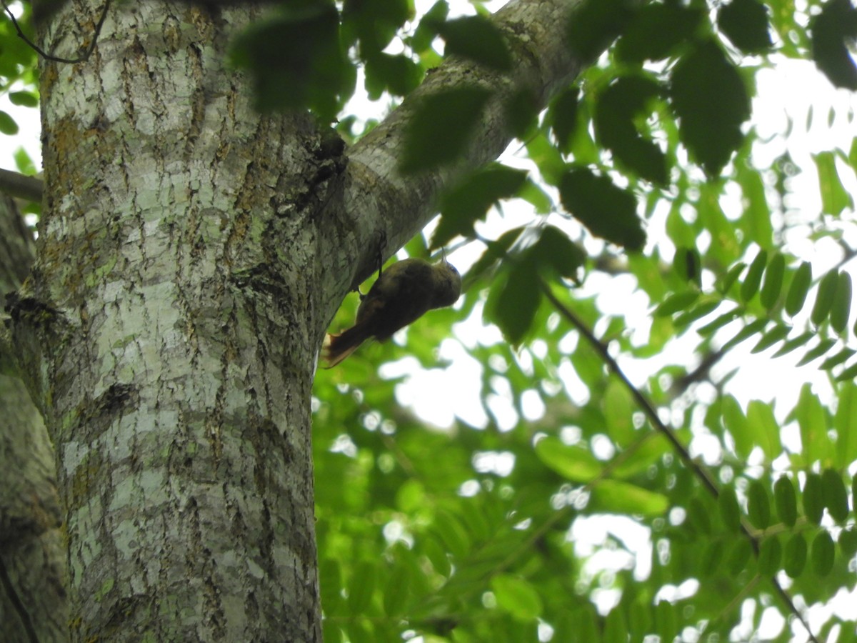 Olivaceous Woodcreeper - ML615045084