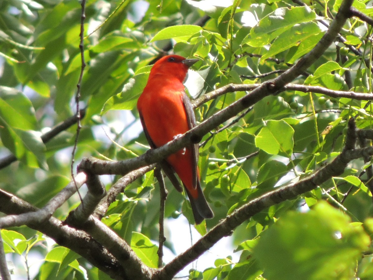 Scarlet Tanager - Brian Johnson