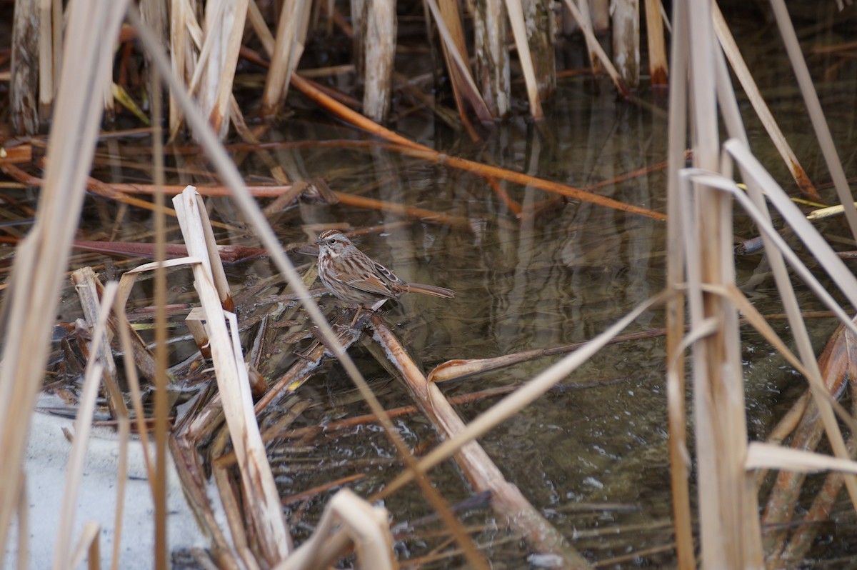 Song Sparrow - ML615045111