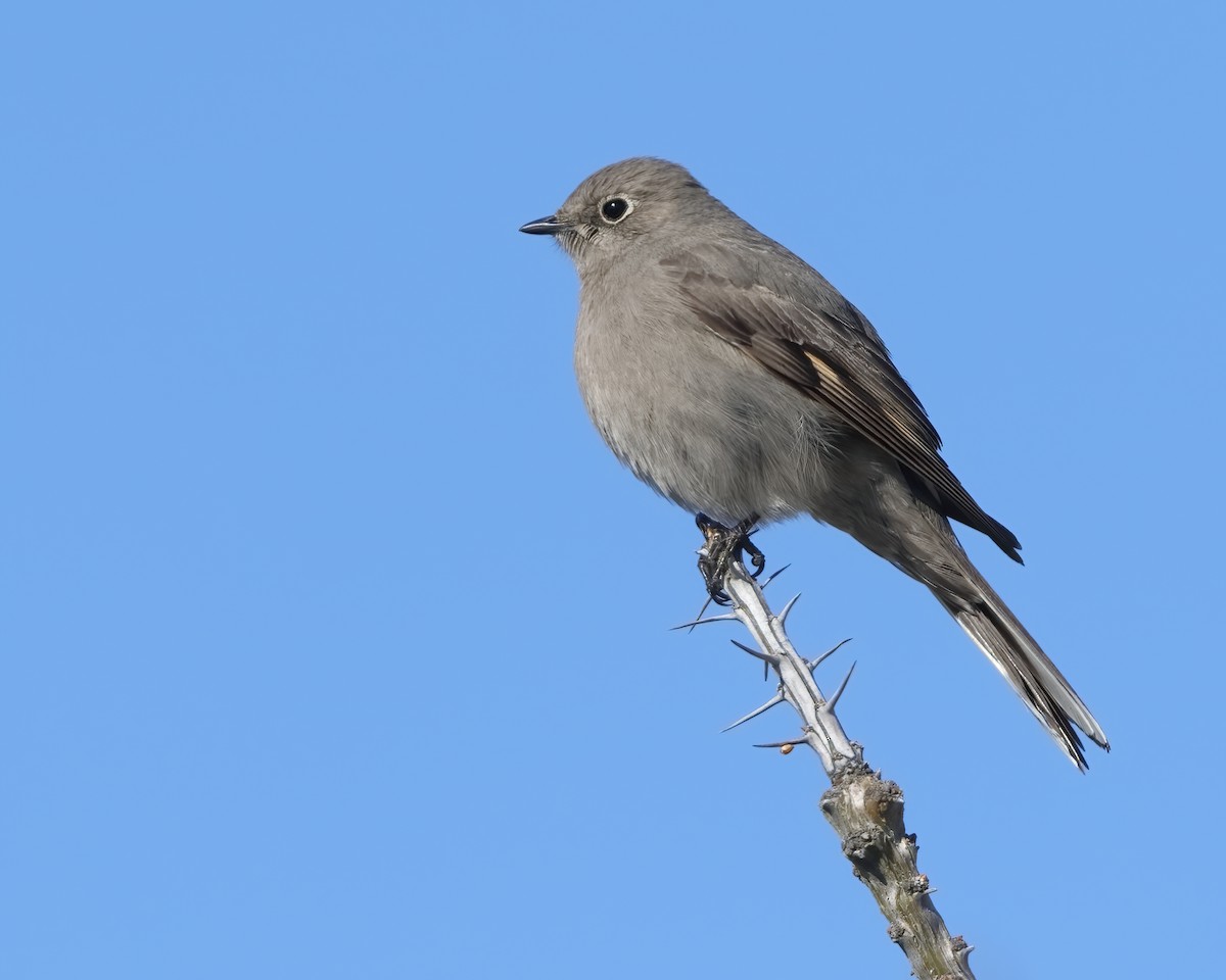 Townsend's Solitaire - ML615045118