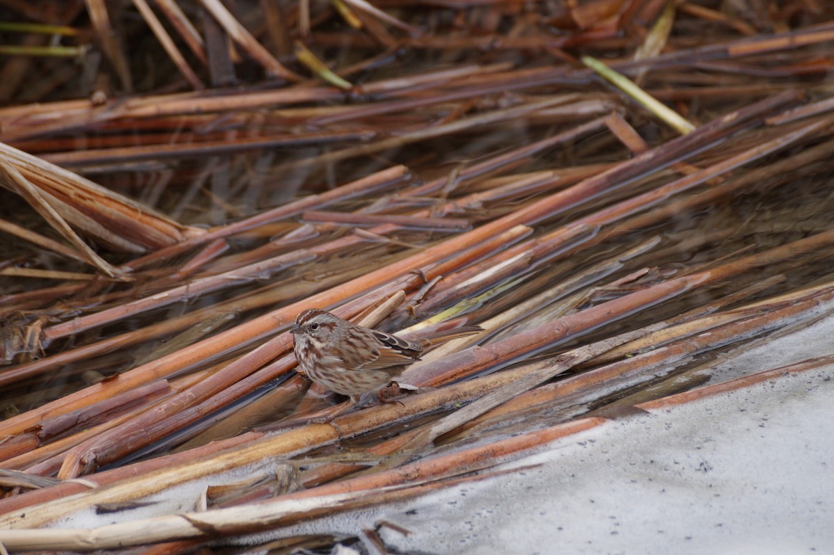 Song Sparrow - ML615045120