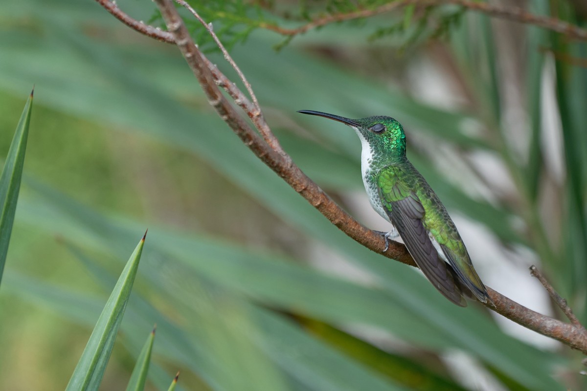 Plain-bellied Emerald - ML615045142