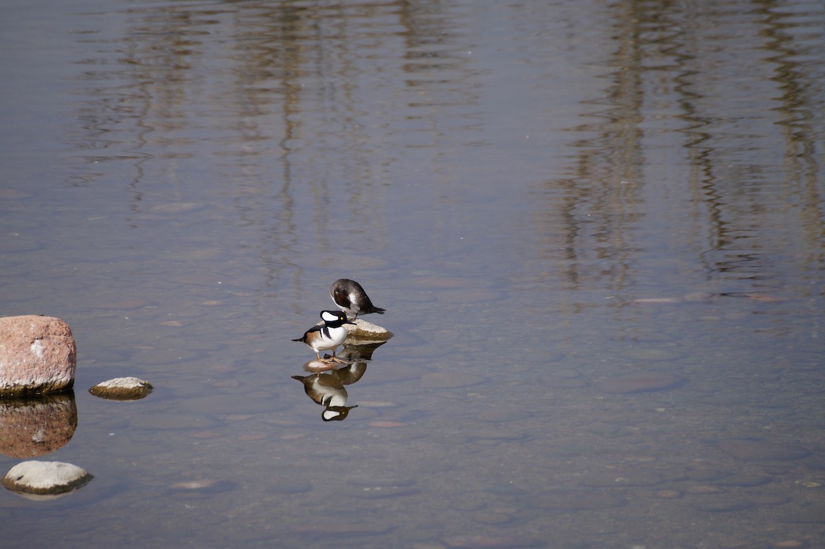 Hooded Merganser - ML615045148