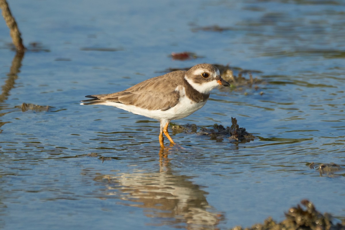 Semipalmated Plover - ML615045158
