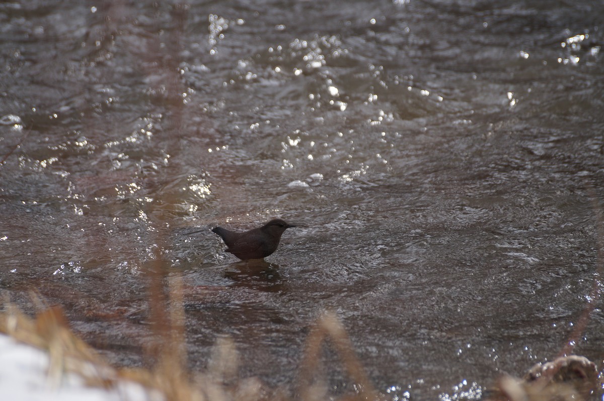 American Dipper - ML615045182