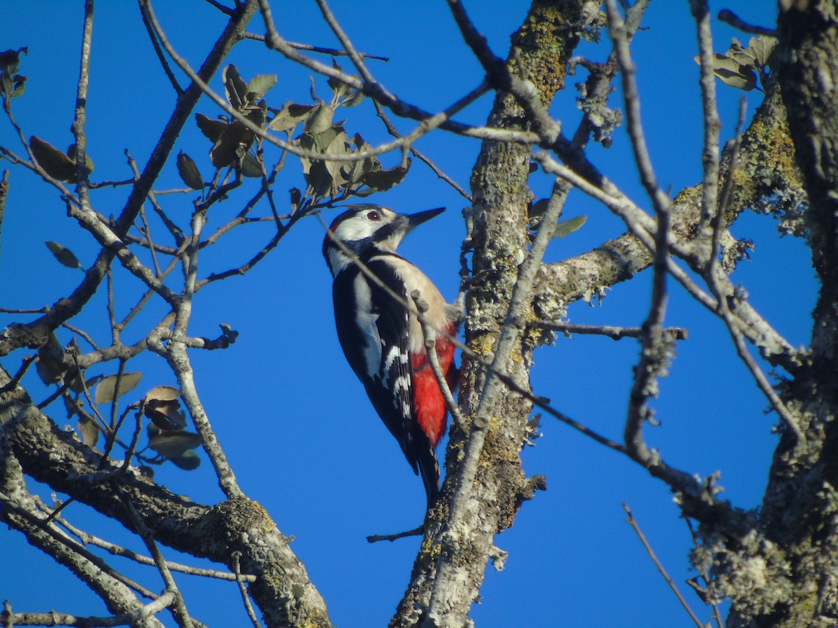 Great Spotted Woodpecker (Atlas) - Adrián Suárez Rozada
