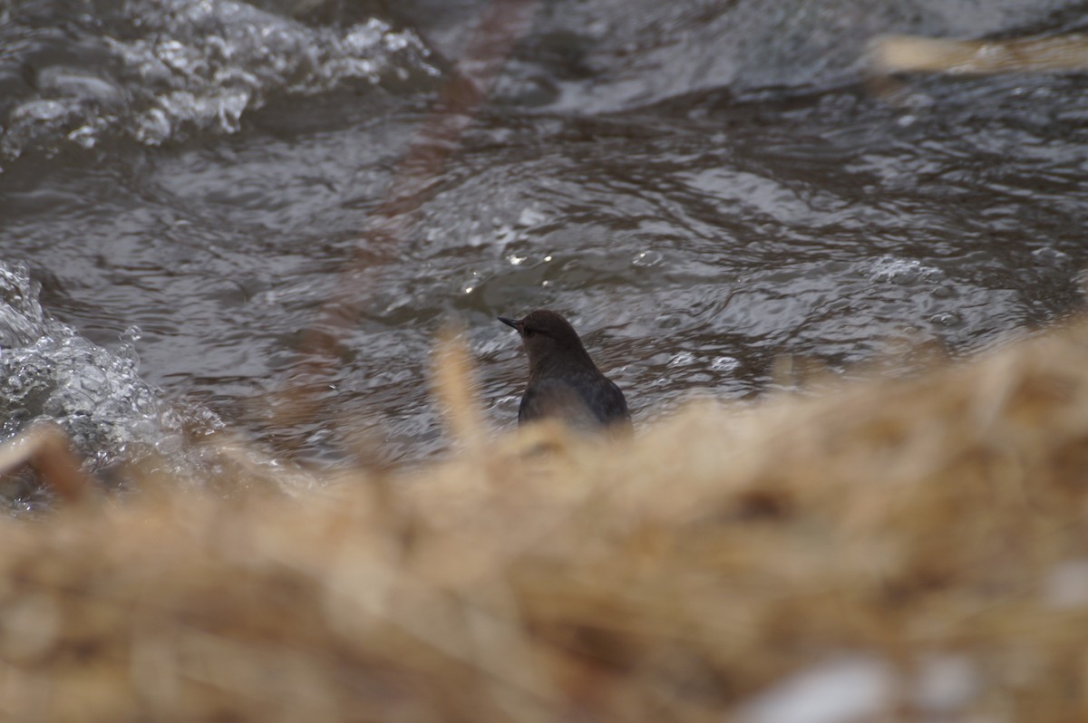 American Dipper - ML615045198