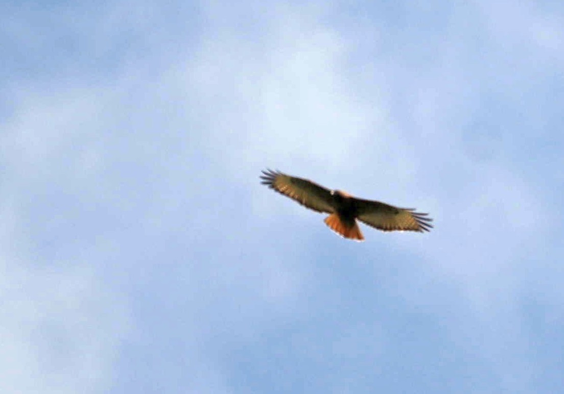 Red-tailed Hawk - Carlos Jenkins