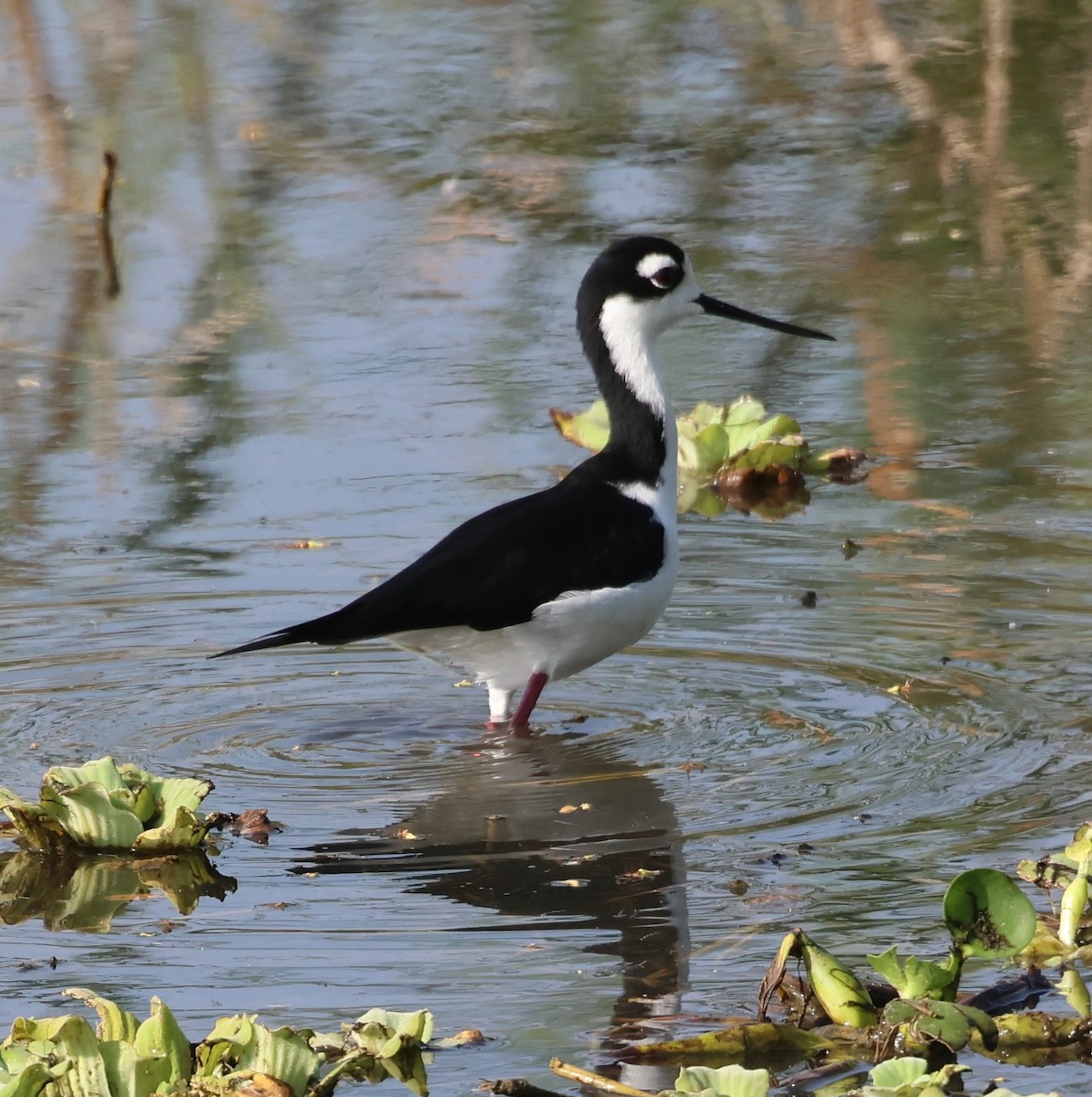 Black-necked Stilt - ML615045227