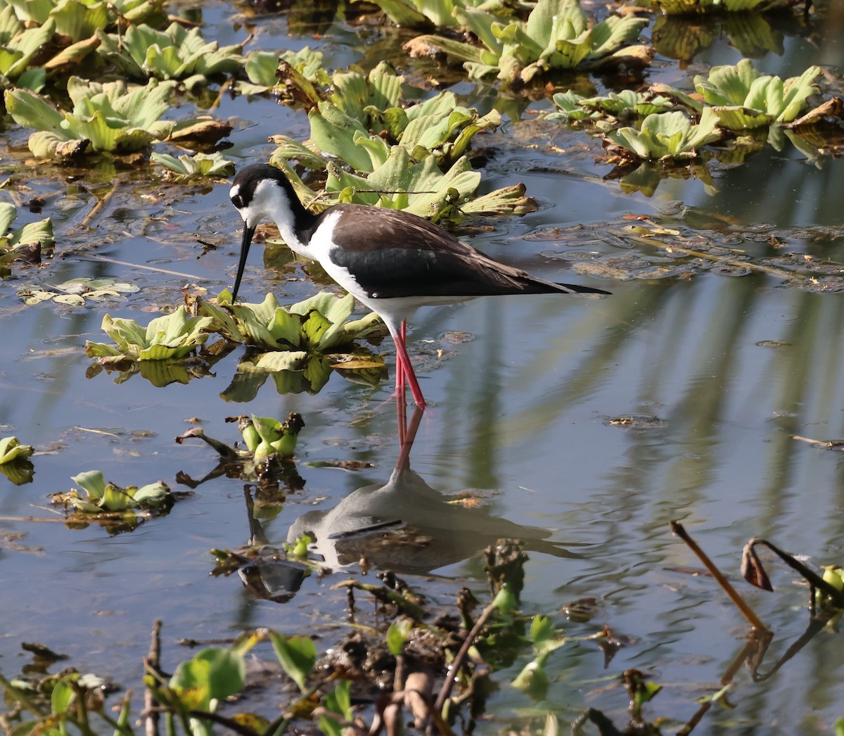 Black-necked Stilt - ML615045230