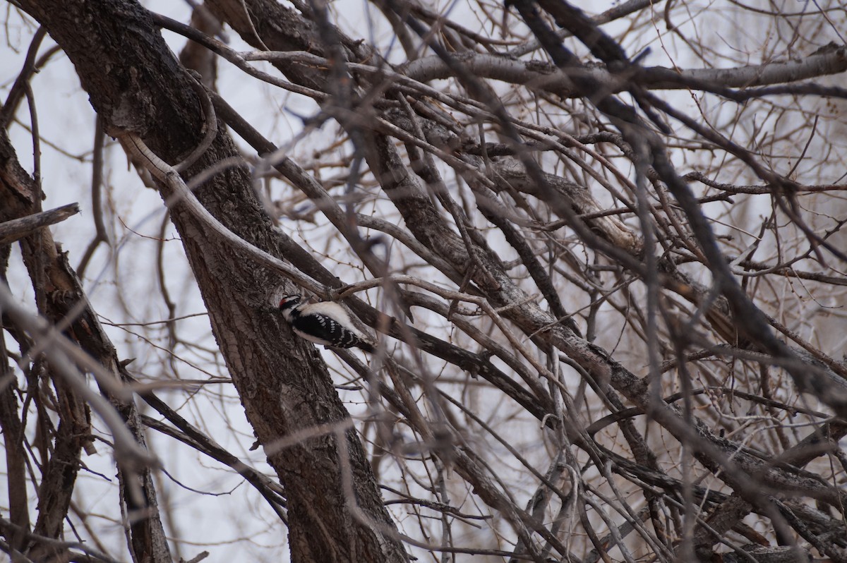 Downy Woodpecker - ML615045255