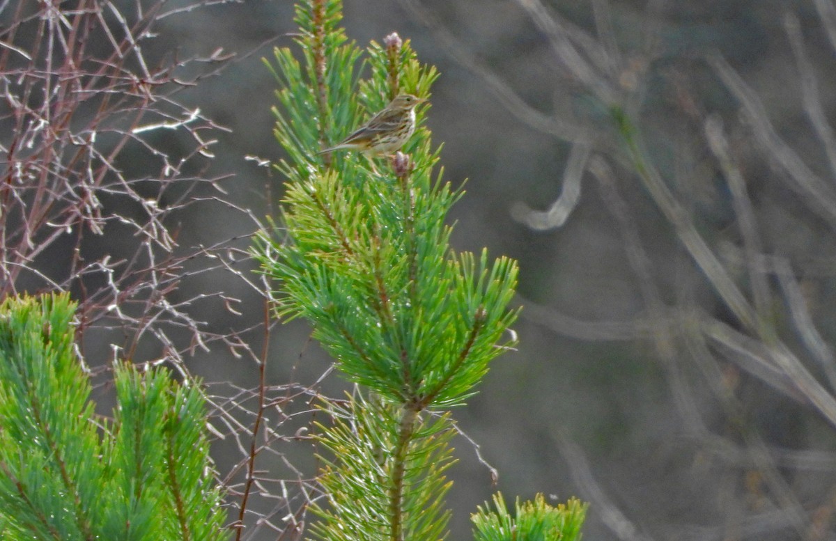 Wiesenpieper - ML615045280