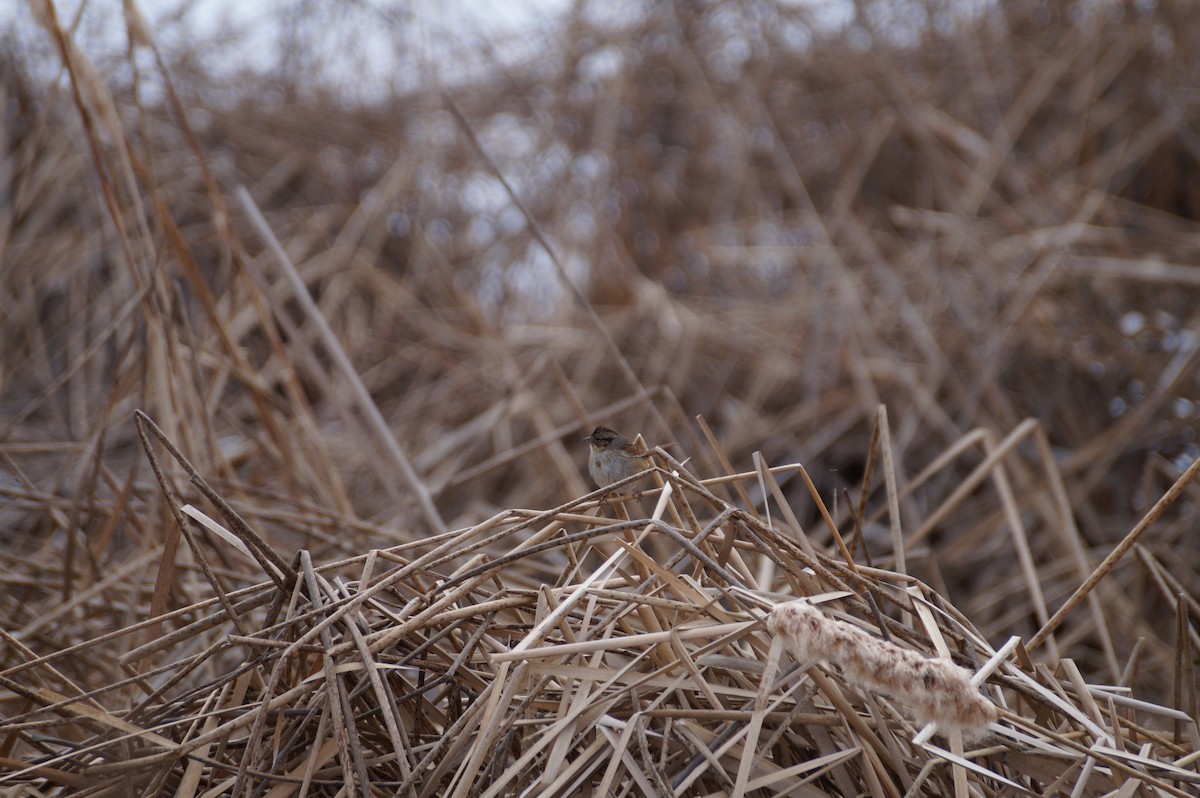 Swamp Sparrow - ML615045290