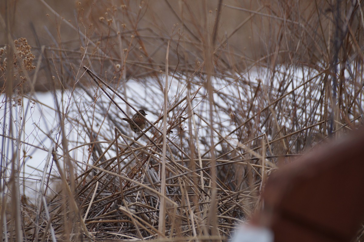 Swamp Sparrow - ML615045295