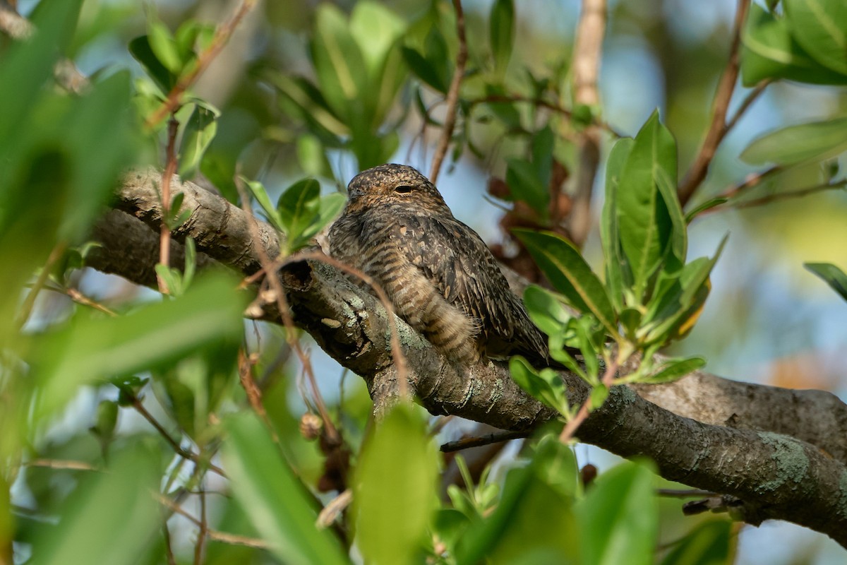 Lesser Nighthawk - ML615045298