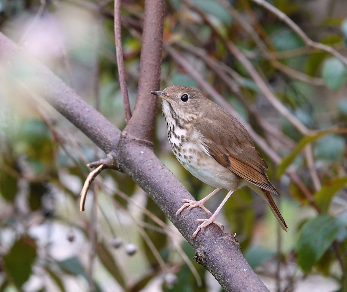 Hermit Thrush - Nancy Edmondson