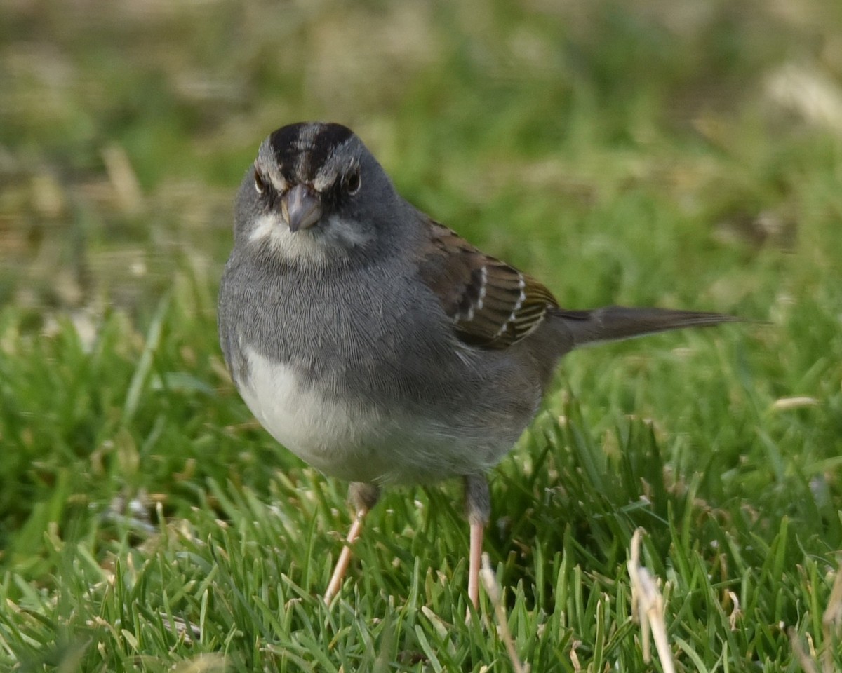 Dark-eyed Junco x White-throated Sparrow (hybrid) - ML615045373