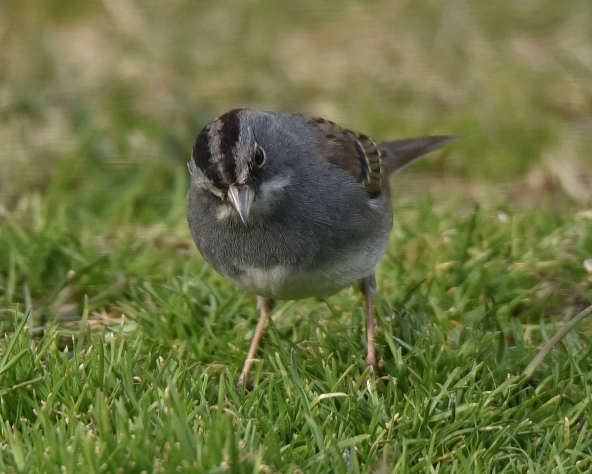 Dark-eyed Junco x White-throated Sparrow (hybrid) - ML615045375